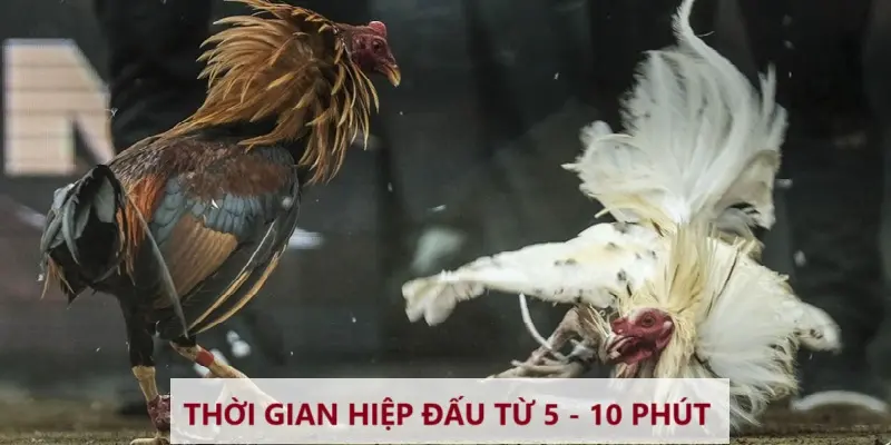 Thời gian hiệp đấu từ 5 - 10 phút